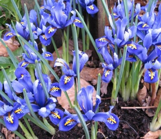 Иридодиктиум, или ирис сетчатый (Iridodictyum)