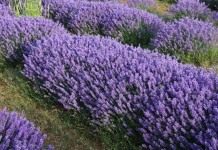 Лаванда (Lavandula)