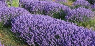 Лаванда (Lavandula)