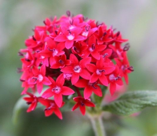 Пентас — зимние звезды - Комнатные растения