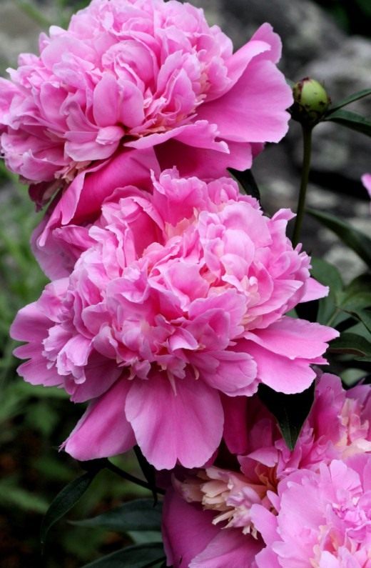 Пион (Peony)