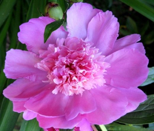 Пион (Peony)