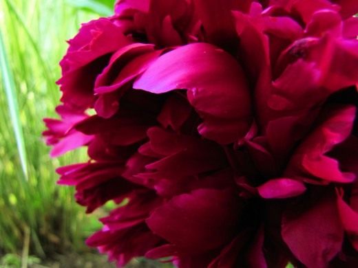 Пион (Peony)