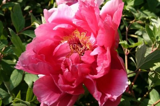 Пион (Peony)