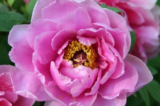 Пион (Peony)