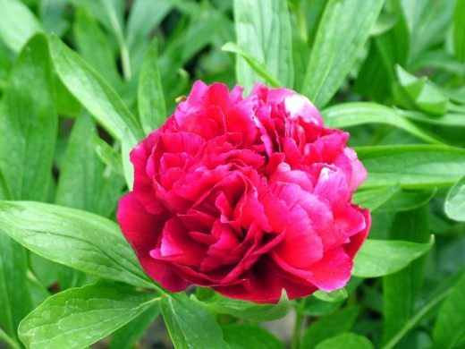Пион (Peony)