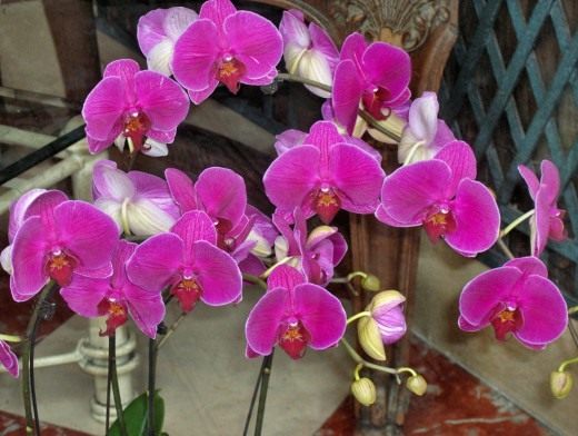 Фаленопсис (Phalaenopsis)