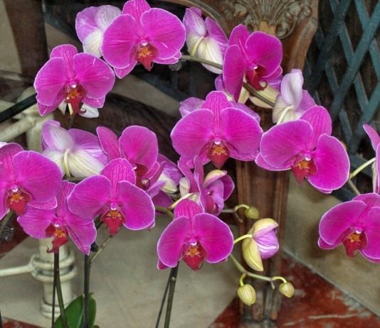 Орхидея Фаленопсис - Комнатные растения