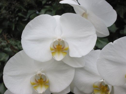 Фаленопсис (Phalaenopsis)
