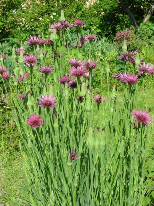 Козлобородник пореелистный, или Овсяной корень (Tragopogon porrifolius)