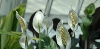 Спатифиллум (Spathiphyllum)