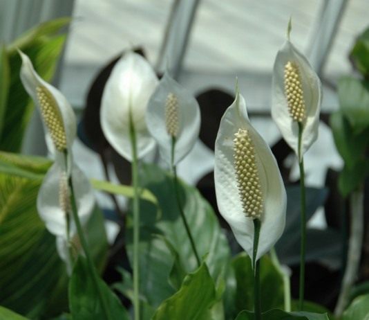 Спатифиллум (Spathiphyllum)