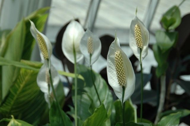 Спатифиллум (Spathiphyllum)