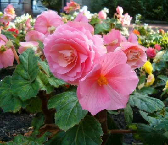 Декоративно-цветущие клубневые бегонии