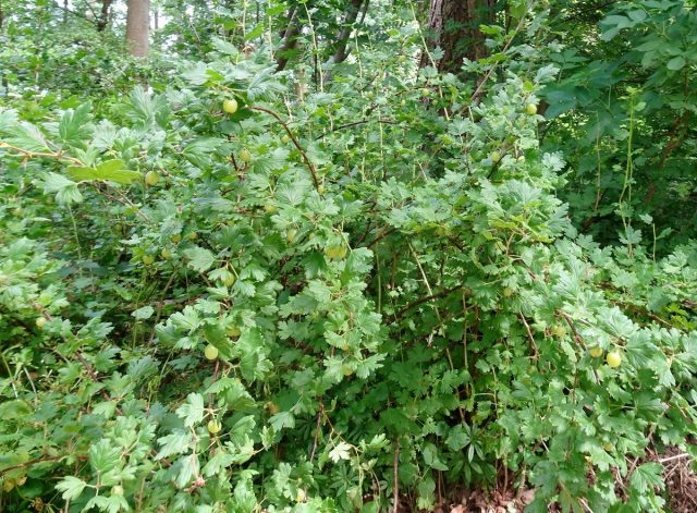 Крыжовник (Ribes uva-crispa)