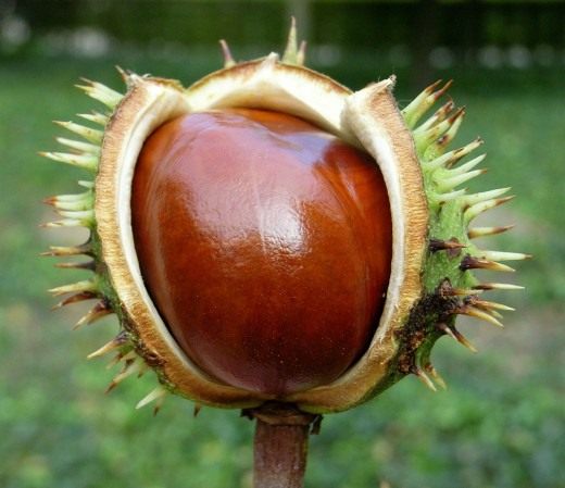 Конский каштан, или жёлудниr, или эскулус (Aesculus)