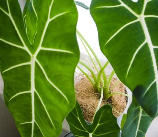 Алоказия —«дама» крупная - Комнатные растения