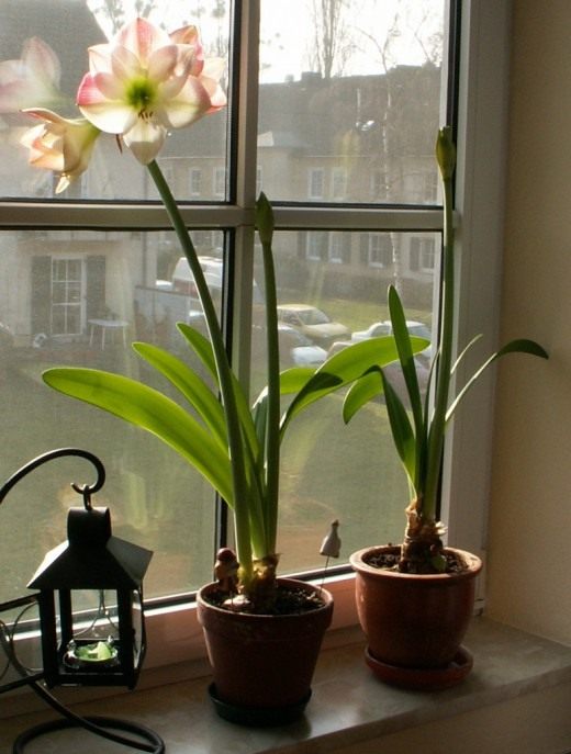 Амариллис (Amaryllis)