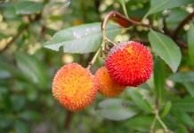 Земляничное дерево, или Земляничник