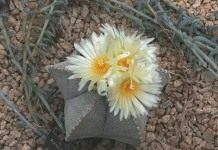 Астрофитум (Astrophytum)