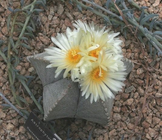 Звёздчатый кактус - Комнатные растения Астрофитум (Astrophytum)