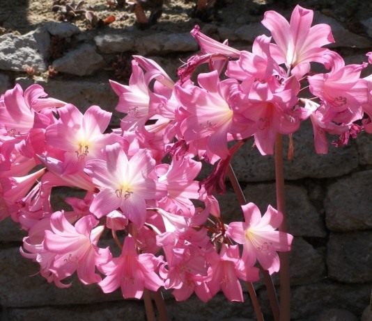 Брунсдонна (Brunsdonna)