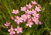 Золототысячник обыкновенный, или золототысячник малый, или золототысячник зонтичный (Centaurium erythraea)