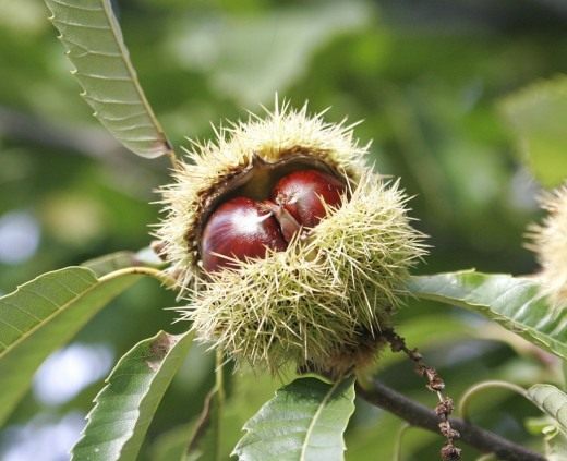 Каштан посевной (Sweet Chestnut)