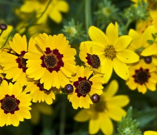 Кореопсис красильный