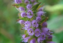 Эльсгольция реснитчатая (Elsholtzia ciliata)