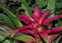Гузмания (Guzmania)