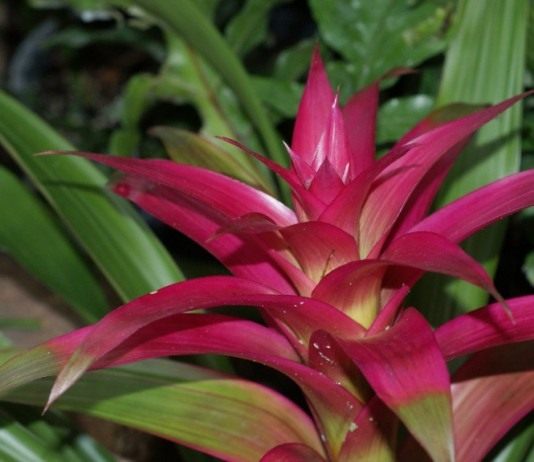 Гузмания (Guzmania)