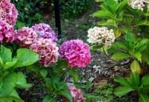 Гортензия (Hydrangea)