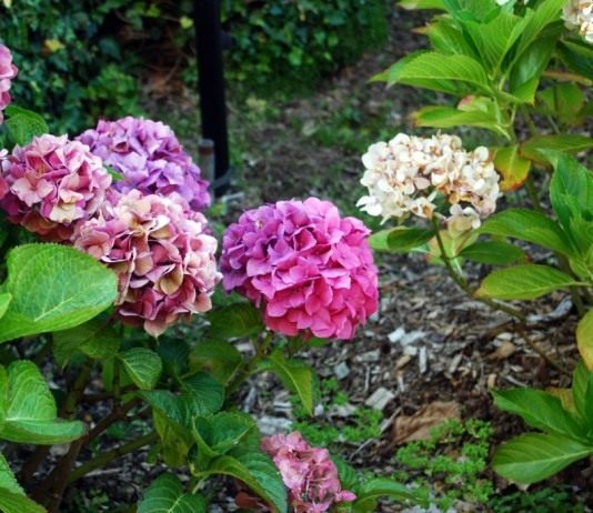 Гортензия (Hydrangea)