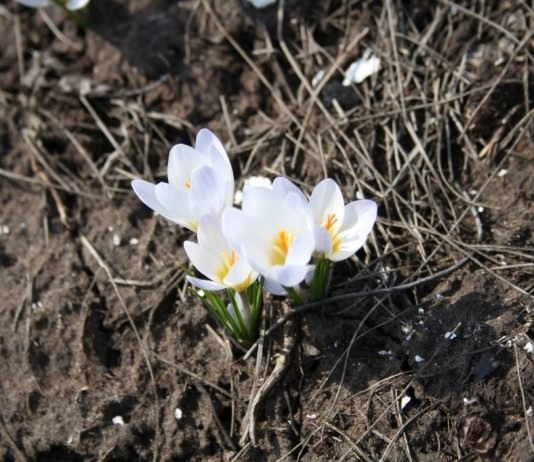 Крокусы, апрель 2011
