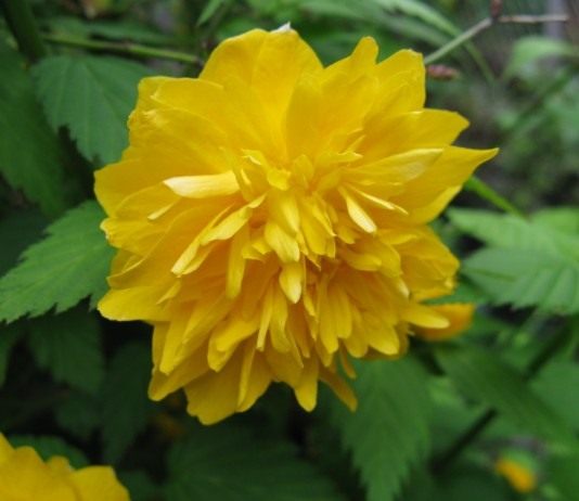 Керрия японская