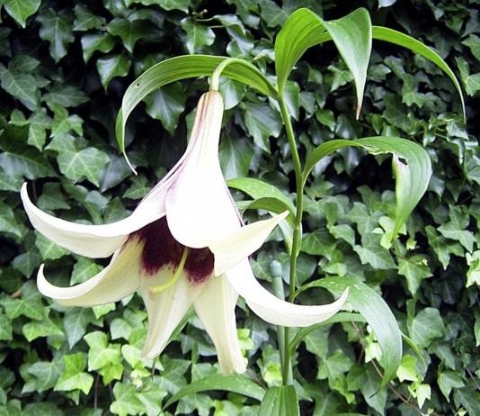 Выращивание садовых лилий - Цветы многолетние Лилия