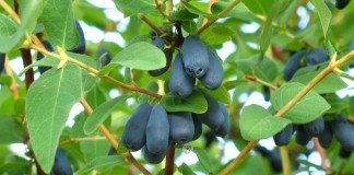 Жимолость съедобная, или Жимолость Турчанинова (Lonicera edulis)