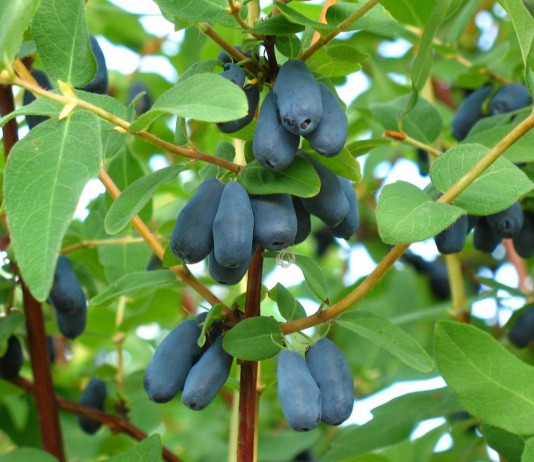Жимолость съедобная, или Жимолость Турчанинова (Lonicera edulis)