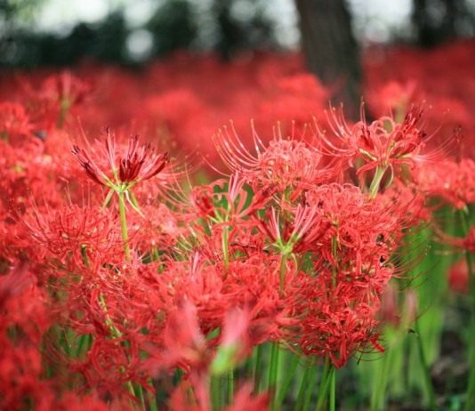 Ликорис лучистый (Lycoris radiata)