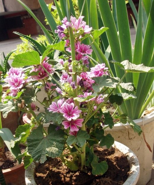 Мальва лесная, или Просвирник лесной (Malva sylvestris) Мальва лесная, или Просвирник лесной (Malva sylvestris)