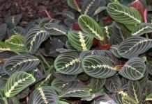 Маранта беложилковатая, сорт «Фасцинатор» (Maranta leuconeura 'Fascinator')