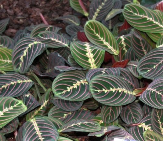 Маранта беложилковатая, сорт «Фасцинатор» (Maranta leuconeura 'Fascinator')
