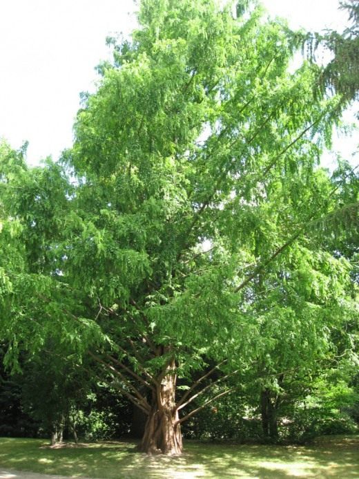 Метасеквойя (Metasequoia) Метасеквойя (Metasequoia)