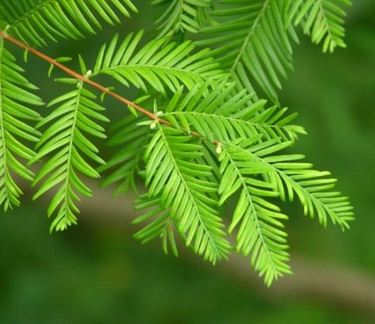 Хвоя Метасеквойи