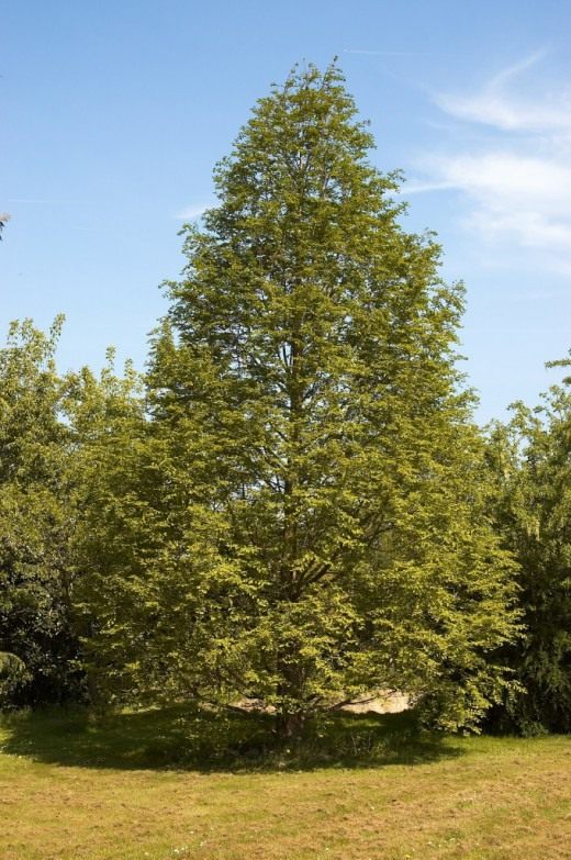 Метасеквойя глиптостробовидная, или Метасеквойя глиптостробоидная (Metasequoia glyptostroboides) Метасеквойя глиптостробовидная, или Метасеквойя глиптостробоидная (Metasequoia glyptostroboides)
