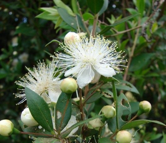 Божественный мирт - Комнатные растения