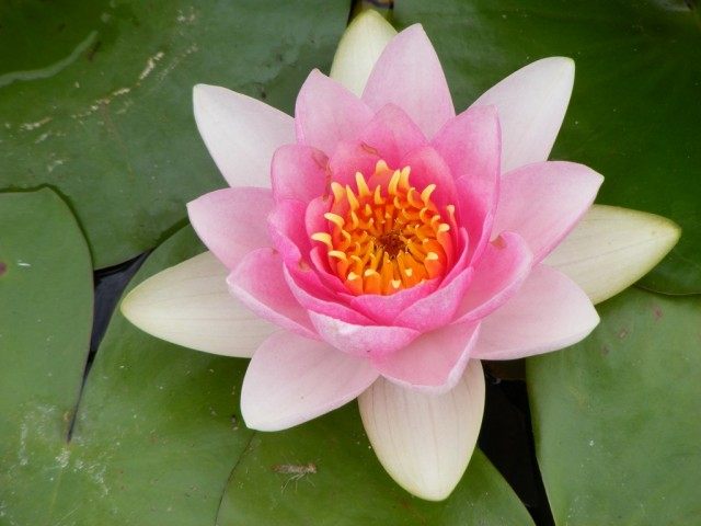 Кувшинка (Nymphaea)