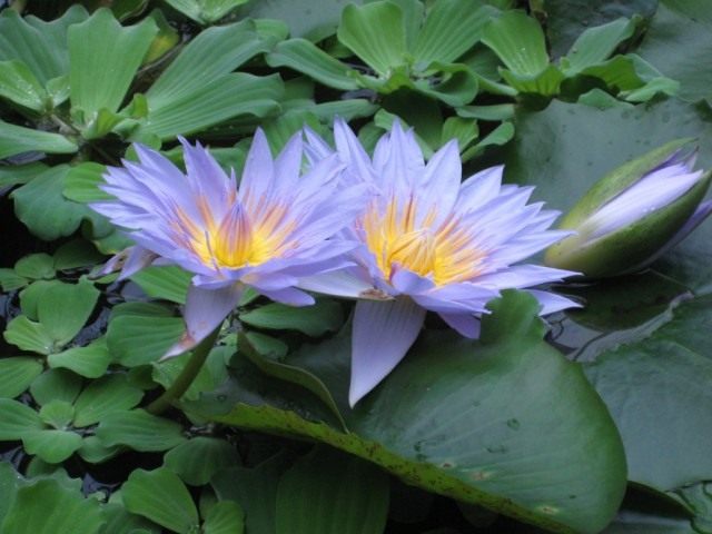Кувшинка (Nymphaea)