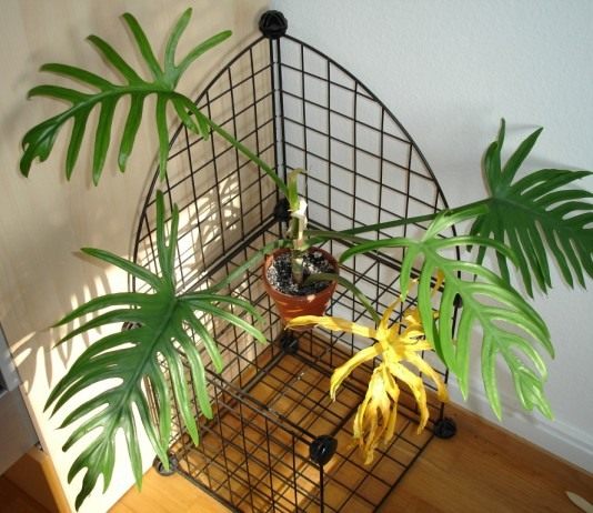 Филодендрон, или листодерево - Комнатные растения Филодендрон (Philodendron)